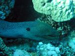 Riesenmur&auml;ne - Giant moray