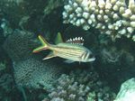 Blutfleck Husar - Spotfin Squirrelfish