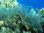 Philippinenmoos - White Stinging Sea Fan