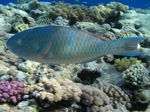Blauband Papageienfisch - Blue-barred Parrotfish