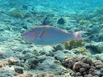 Indischer Langnasen Papageienfisch - Longnose parrotfish