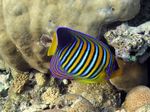 Pfauenkaiserfisch - Royal angelfish