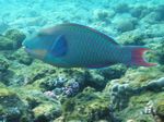 Zweifarben Papageienfisch - Bicolour parrotfish