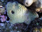 Hirnkoralle - Brain Coral