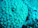 Porige Steinkoralle - Porous Star Coral
