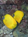 Maskenfalterfisch - Golden / Blue-Mask Butterflyfish