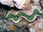 Schuppige Riesenmuschel - Giant clam