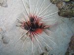 Strahlen Feuerfisch - Radial Firefish