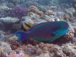 Rostpapageifisch - Rusty parrotfish