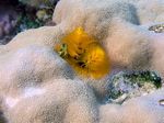 Weihnachtswurmer - Feathered Christmas tree Worm