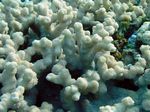 Griffelkoralle - Finger Coral