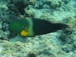Besenschwanz Lippfisch - Broomtail wrasse