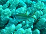 Blutfleck-Husar - Bloodspot squirrelfish