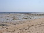 Ebbe/ Strand/ Riffdach - tide - low water/ Reefflat