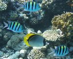Feldwebelfisch / Riesen Falterfisch - Sergeant Major / Lined Butterflyfish
