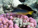 Blauer Vogel Lippfisch Weibchen - Green birdmouth wrasse female