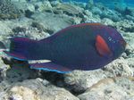 Schwarzer Papageinfisch - Swarthy Parrotfish