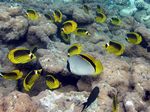 Tabak-Falterfische / Riesenfalterfisch - Diagonal butterflyfishes / Lined butterflyfish