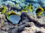 Riesenfalterfisch - Lined butterflyfish