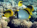 Riesenfalterfisch - Lined Butterflyfish