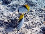 F&auml;hnchen Falterfisch - Threadfin Butterflyfish