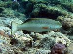 Forellen Zackenbarsch - Squaretail coralgrouper.