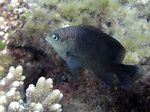 Schwarzer Riffbarsch - Black damselfish