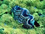 Salatkoralle / Gemeine Riesenmuschel - Serpentine salad coral / Scaly giant clam