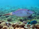 Besenschwanzfeilenfisch - Scrawled filefish