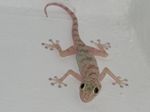 Gecko