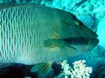 Napoleon Lippfisch - Humphead wrasse