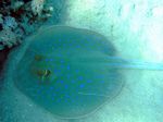Blaupunkt Stechrochen - Bluespotted ribbontail ray