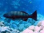 Rotmeer Leoparden Zackenbarsch - Red Sea coral grouper