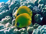 Maskenfalterfisch - Golden / Blue-Mask Butterflyfish