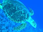 Seeschildkr&ouml;te - Loggerhead Sea Turtle