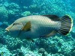 Napoleon Lippfisch - Humphead wrasse