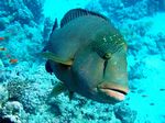 Napoleon Lippfisch - Humphead wrasse