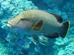 Napoleon Lippfisch - Humphead wrasse