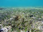 Lagune / Seegraswiese - Lagoon / Seagrass