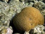 Hirnkoralle - Brain Coral