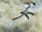 Kometenstern - Comet Starfish