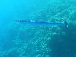 Hornhecht - Hound needlefish