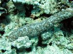 Strichel Seegurke - Striated Sea Cucumber