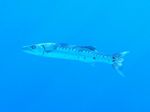 Großer Barrakuda - Great Barracuda