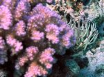Himbeer Koralle / Rote Knotenkoralle - Raspberry Coral / Red knoted Coral