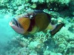 Riesendrücker / Titan triggerfish