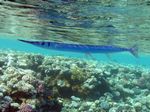Hornhecht - Hound needlefish