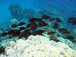 Brauner Segelflossendoktor - Red Sea Sailfin Tang