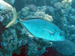 Orangefleck Makrele - Orangespotted trevally