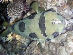 Masken Igelfisch - Black-blotched porcupinefish